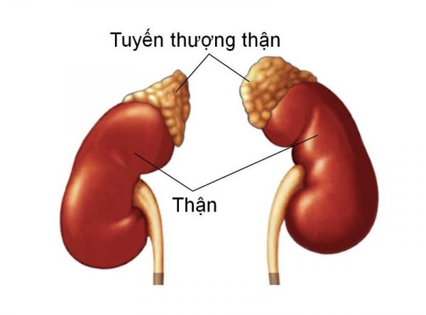 Xét nghiệm kích thích hormone vỏ thượng thận với Metyrapone - Quy trình thực hiện và những lưu ý