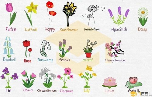 Từ vựng tiếng Anh cho trẻ em chủ đề hoa