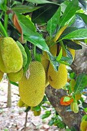 Mít - Chữa sốt rét rừng, giải say rượu