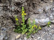 Mến tường - Trị viêm phế quản