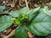 Mí mắt - Làm thuốc trị táo bón