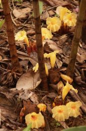 Mía dò hoa gốc - Chữa xơ gan cổ trướng