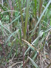 Mía lau - Tác dụng trừ nhiệt, thông tiểu tiện