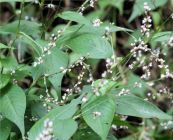 Nghể bụi - Trị lỵ, viêm dạ dày ruột