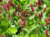 Nghể chàm - Chữa thổ huyết, nôn mửa