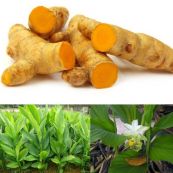 Nghệ - Chữa kinh nguyệt không đều