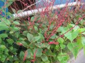 Nghể hình sợi - Trị đòn ngã tổn thương, gãy xương