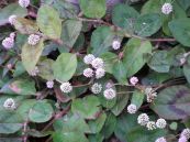 Nghể hoa đầu - Tác dụng giải độc, tán ứ