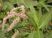 Nghể - Giải nhiệt chữa ho