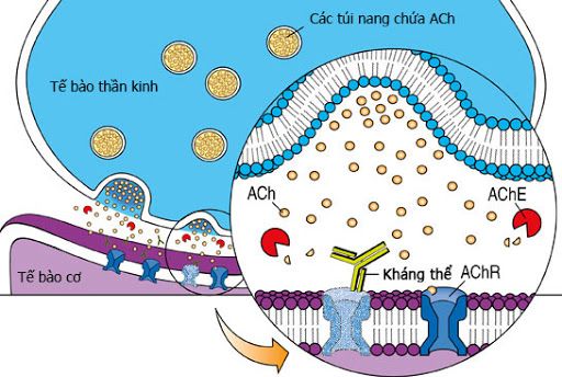 Xét nghiệm kháng thể kháng thụ thể acetylcholine - Quy trình thực hiện và những lưu ý cần biết