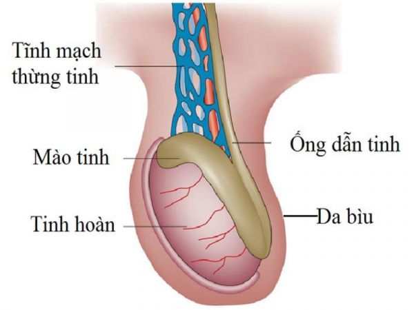 Khối bìu - Triệu chứng, nguyên nhân và cách điều trị