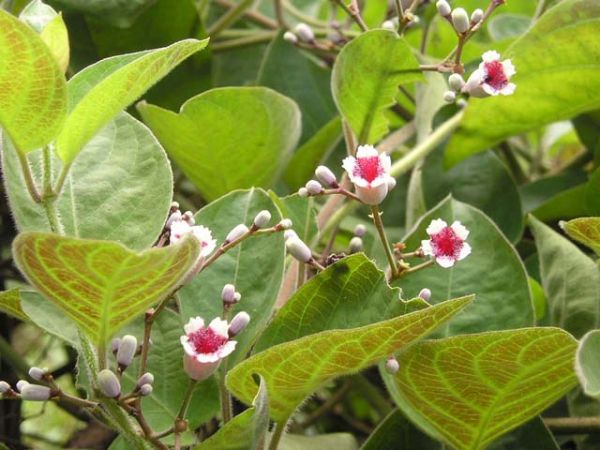 Mơ tam thể - Chữa kiết lỵ, đi ngoài ra máu