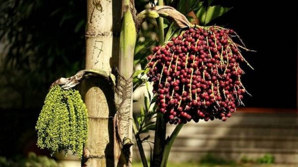 Móc cánh hợp - Làm thức ăn