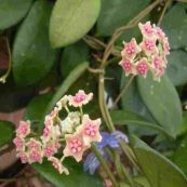 Cẩm cù khác lá - Trị đau tê thấp