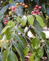 Mắt trâu - Trị ghẻ, làm dịu đau