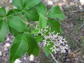 Mẫu kinh năm lá - Chữa phong thấp, lở ngứa