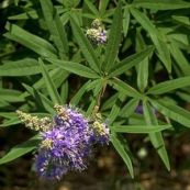 Mẫu kinh - Trị cảm cúm, sốt rét