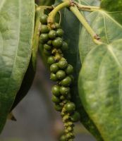 Mâu linh - Làm thuốc chống co giật