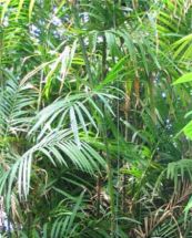 Mây dang - Gây mất máu cho phụ nữ