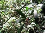 Mây mật - Làm thuốc hút độc