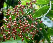 Mây vọt - Tác dụng chữa thương và lợi tiểu