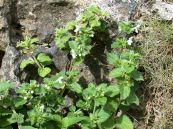 Mè đất mềm - Trị cảm mạo phát sốt