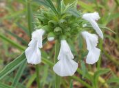 Mè đất - Trị cảm mạo, ho