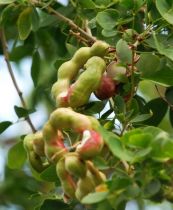 Me nước - Trị bệnh đái đường