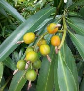 Mè tré - Chữa đau dạ dày, kém tiêu