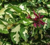 Ngọc diệp - Trị bò cạp đốt, viêm họng