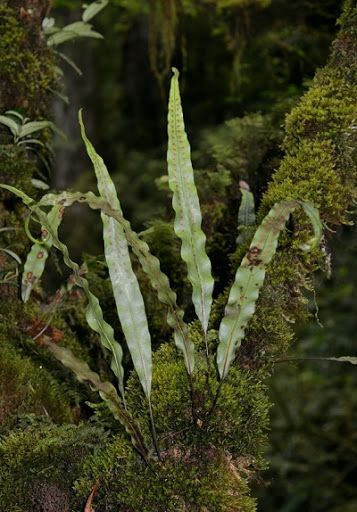 Ngõa vi gân mờ - Tác dụng thanh nhiệt giải độc