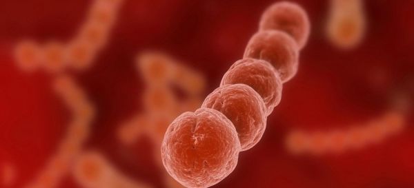 Bệnh viêm màng não do Streptococcus suis - Triệu chứng, nguyên nhân và cách điều trị