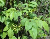 Cà muối - Chữa tê thấp, ghẻ ngứa