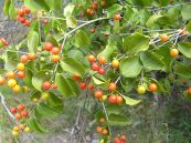 Mã tiền hoa nách - Chế thuốc nhuộm