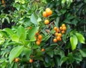 Mã tiền - Trị phong thấp nhức mỏi tay chân