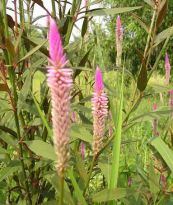 Mào gà trắng - Chữa viêm kết mạc, viêm giác mạc