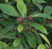 Mật đất - Chữa đau bụng