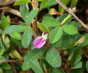 Mắt gà - Tác dụng thanh nhiệt giải độc