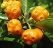 Mặt quỷ - Trị mụn nhọt, mẩn ngứa