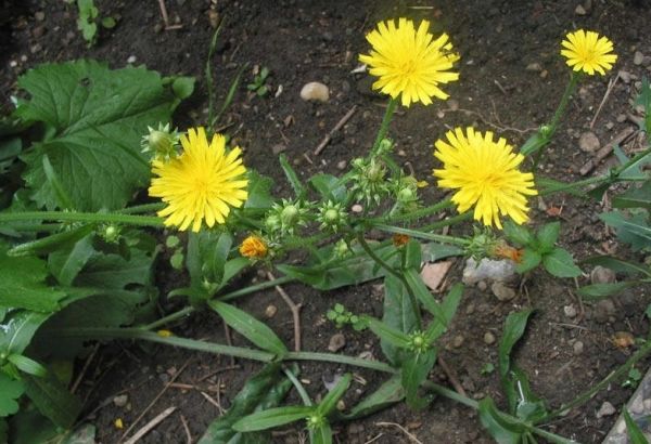 Cam thìa - Trị cảm mạo nhức đầu