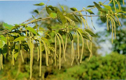 Cáng lò - Trị cảm mạo, đau dạ dày