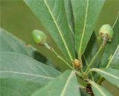 Lưỡi nai - Dùng lá để rút mủ mụn nhọt