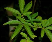 Mạc ca - Chữa bệnh phụ nữ