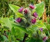 Ngưu bàng - Làm thuốc lợi tiểu, giải nhiệt