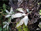 Nhả mận - Trị tiêu chảy