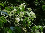 Nhài thon - Trị đau nhức khớp thắt lưng