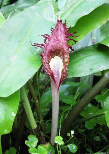 Mái dầm - Trị kiết lỵ