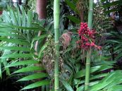 Cau rừng - Dùng để ăn trầu