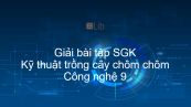 Giải bài tập SGK Công nghệ 9 Bài 11: Kỹ thuật trồng cây chôm chôm