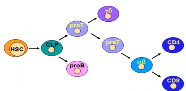 Đếm tế bào CD4+ - Quy trình thực hiện và những lưu ý cần biết